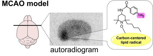 Detection of lipid radicals generated via cerebral ischemia/reperfusion injury using a radiolabeled nitroxide probe