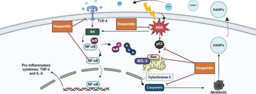 Hesperidin attenuates radiation-induced ovarian failure in rats: Emphasis on TLR-4/NF-ĸB signaling pathway