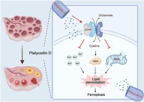 Platycodin D ameliorates polycystic ovary syndrome-induced ovarian damage by upregulating CD44 to attenuate ferroptosis