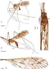 Two new species of the subgenus Tipula (Emodotipula) Alexander, 1966 (Diptera, Tipulidae) from southwest China