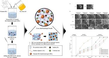 Effect of inulin on structural, physicochemical, and in vitro gastrointestinal tract release properties of core-shell hydrogel beads as a delivery system for vitamin B12