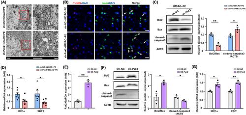 Physical exercise-induced circAnks1b upregulation promotes protective endoplasmic reticulum stress and suppresses apoptosis via miR-130b-5p/Pak2 signaling in an ischemic stroke model