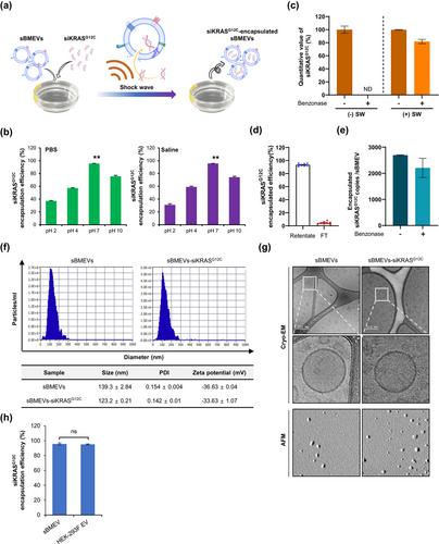 Scalable production of siRNA-encapsulated extracellular vesicles for the inhibition of KRAS-mutant cancer using acoustic shock waves