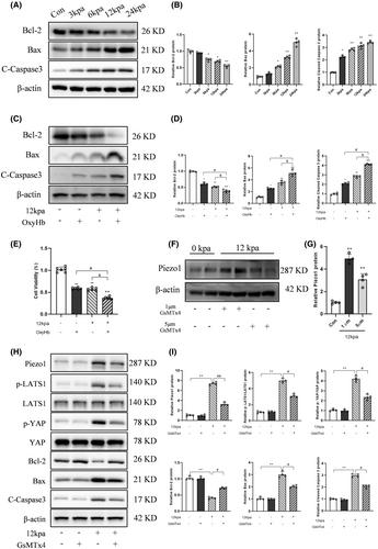 Activation of Piezo1 by intracranial hypertension induced neuronal apoptosis via activating hippo pathway