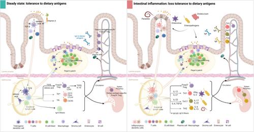 Loss of tolerance to dietary proteins: From mouse models to human model diseases