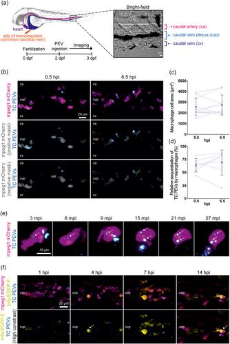 Beyond basic characterization and omics: Immunomodulatory roles of platelet-derived extracellular vesicles unveiled by functional testing