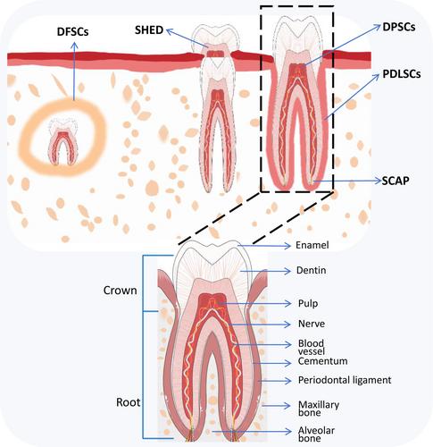 Research progress on application of dental stem cells in alveolar bone and periodontal regeneration