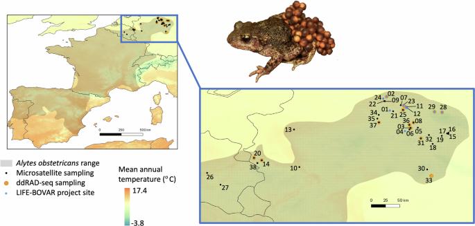 A decision-making framework to maximise the evolutionary potential of populations - Genetic and genomic insights from the common midwife toad (Alytes obstetricans) at its range limits