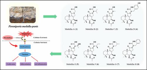 Medullins A-H, Sesquiterpenes from Perenniporia medulla-panis, and Their Cellular Signaling Mechanism in HDF Cells