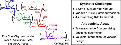 Divergent Synthesis and Antigenicity Evaluation of Core Oligosaccharides of the Lipopolysaccharides from Acinetobacter baumannii SMAL and ATCC 19606