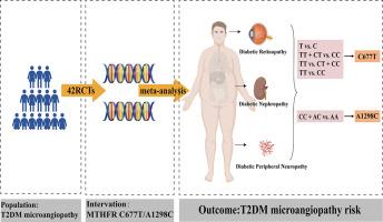 The MTHFR C677T/A1298C polymorphism is associated with increased risk of microangiopathy in type 2 diabetes mellitus: A systematic review and meta-analysis