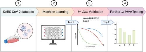 Large-scale deep learning identifies the antiviral potential of PKI-179 and MTI-31 against coronaviruses