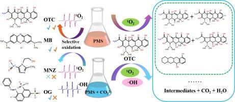 Selective oxidation of organic pollutants by unactivated and carbonate-activated peroxymonosulfate (PMS): Mechanism, kinetics, and transformation pathway