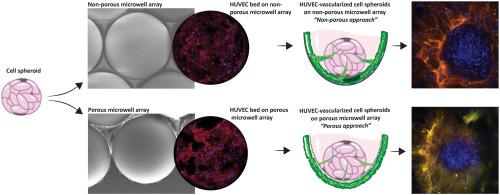 In vitro vascularization of 3D cell aggregates in microwells with integrated vascular beds