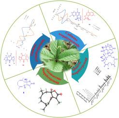 Structurally diversified sesquiterpenoids from Chloranthus henryi and their neuroprotective activities on H2O2 damaged PC12 cells