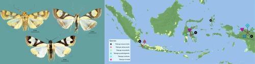 Re-description of the genus Talanga Moore and the description of a new endemic species from Indonesia (Lepidoptera: Crambidae; Spilomelinae)