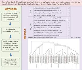 Megachilid bees (Hymenoptera: Anthophila: Megachilidae) of Ladakh: A morphological and molecular approach