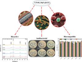 Magnesium borate-glasses for biomedical application: Physicochemical and in vitro bioactive properties, antibacterial activity and cell viability