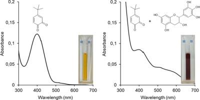 Epigallocatechin and epigallocatechin-3-gallate are not inhibitors of tyrosinase