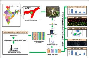 Exploring the anticancer potential of Cytotoxin 10 from Naja kaouthia venom: Mechanistic insights from breast and lung cancer cell lines