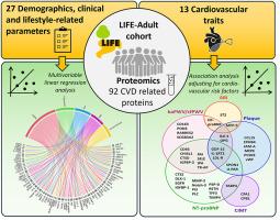 Relationship of proteins and subclinical cardiovascular traits in the population-based LIFE-Adult study