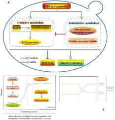 Regulation of the RCK1 gene on the oxidative tolerance of Saccharomyces cerevisiae