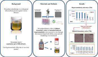 Factors influencing the bioactivity of natural matrices: The case of osmolarity-dependent modulation of cell viability by different dilutions of camel urines