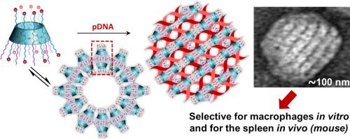 β-Cyclodextrin-based geometrically frustrated amphiphiles as one-component, cell-specific and organ-specific nucleic acid delivery systems