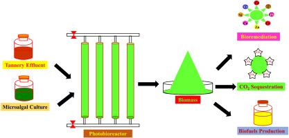 Green integrative large scale treatment of tannery effluent, CO2 sequestration, and biofuel production using oleaginous green microalga Nannochloropsis oculata TSD05: An ecotechnological approach