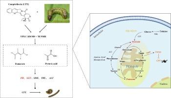 Mode of action underlying toxicity of Camptothecin to Spodoptera frugiperda (Lepidoptera) larvae