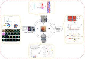 Spatial metabolomics, LC-MS and RNA-Seq reveal the effect of red and white muscle on rabbit meat flavor