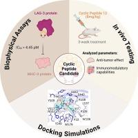 Design and Biophysical Characterization of Second-Generation cyclic peptide LAG-3 inhibitors for cancer immunotherapy