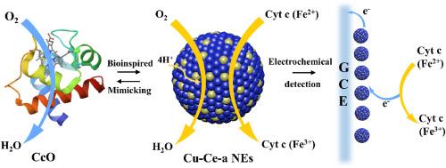 Engineering Cu–Ce-a nanozymes: Revolutionary alloy nanomaterials mimicking cytochrome c oxidase for ultra-sensitive cytochrome c detection