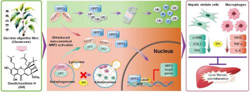 Gaudichaudione H ameliorates liver fibrosis and inflammation by targeting NRF2 signaling pathway