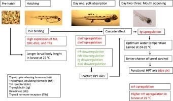 Gene expression in the hypothalamic-pituitary-thyroid axis in Seriola rivoliana early larvae development at different temperatures