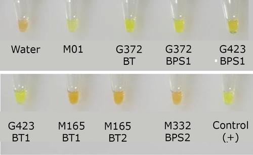 Development of Loop-Mediated Isothermal Amplification (LAMP) Kit for the Detection of Fusarium Wilt Using SIX8 Genes