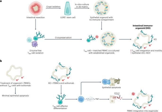 Recreating immune and epithelial interactions in organoids