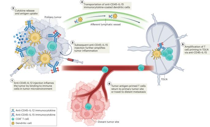 CD45 threads the needle of cytokine cancer immunotherapy