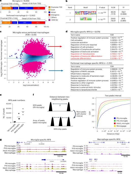 IRF8 defines the epigenetic landscape in postnatal microglia, thereby directing their transcriptome programs