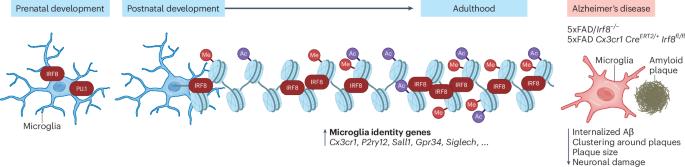 IRF8 as durable architect of the microglial chromatin landscape