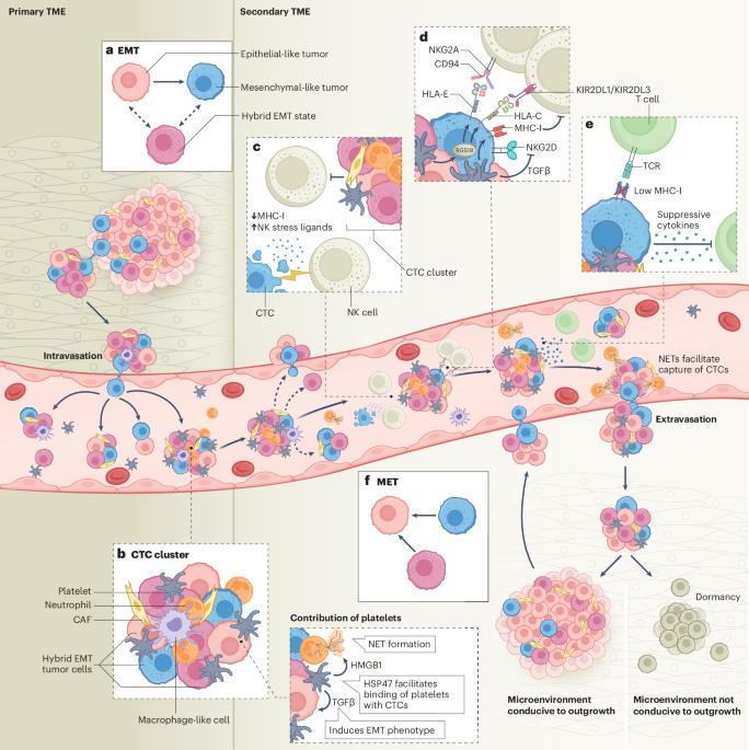 The complexity of immune evasion mechanisms throughout the metastatic cascade