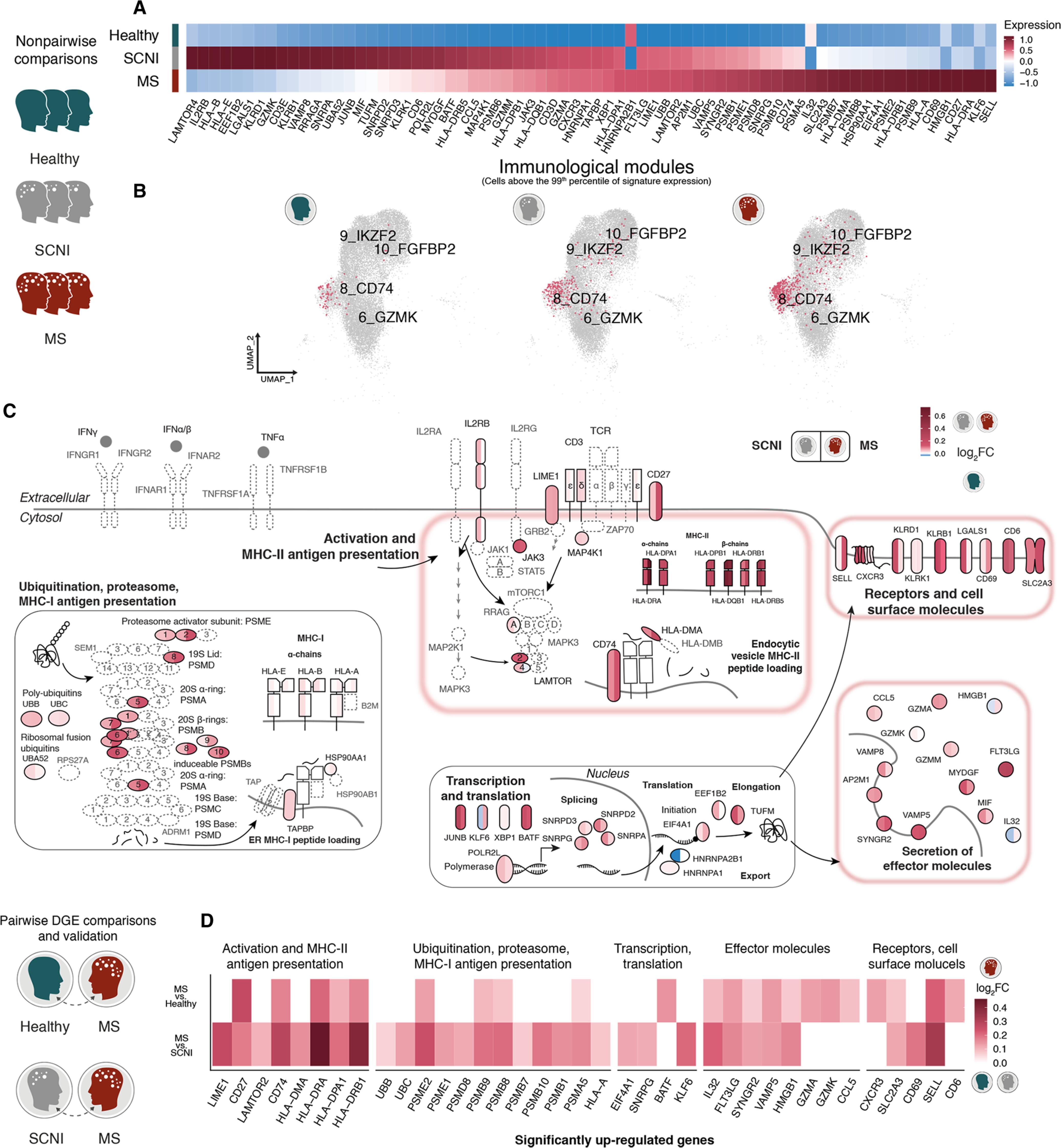 Twin study identifies early immunological and metabolic dysregulation of CD8+ T cells in multiple sclerosis