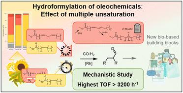 The effect of polyunsaturation – insights into the hydroformylation of oleochemicals†