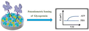 Potentiometric sensing of glycoprotein: targeting alpha-fetoprotein detection