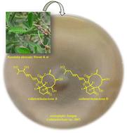 Colletotrikalactones A and B, unusual tricyclic polyketides from mangrove associated fungus Colletotrichum sp. J065†