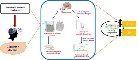 Peripherally-restricted recurrent infection by engineered E. coli strain modulates hippocampal proteome promoting memory impairments in a rat model