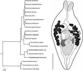 A new species of Bivesiculoides (Digenea: Bivesiculidae) infecting atherinid fishes of the Great Barrier Reef, Queensland, Australia