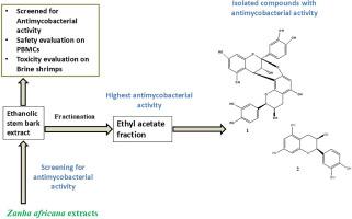 Therapeutic potential of Zanha africana (Radlk.) Exell: antimycobacterial activity and safety evaluation