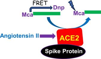 Characterizations of angiotensin-converting enzyme-2 (ACE2) peptidase activity