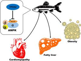 Heightened TPD52 linked to metabolic dysfunction and associated abnormalities in zebrafish